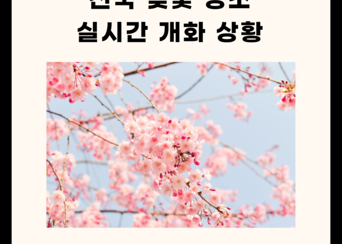 2024 전국 벚꽃 실시간 개화 상황