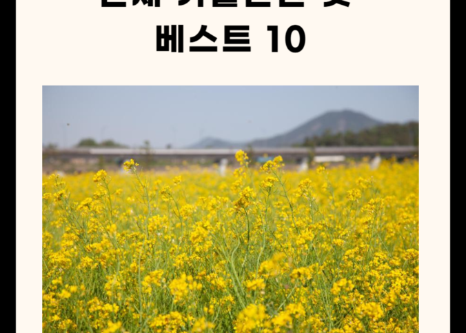 강원도 인제 가볼만한 곳 총정리(명소, 카페, 맛집 5곳)