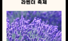 2025 고창 청농원 라벤더 축제 총정리