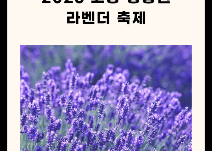 2025 고창 청농원 라벤더 축제 총정리