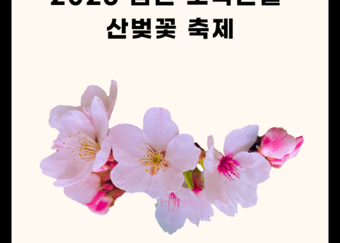 2025 금산 보곡산골 산벚꽃 축제 총정리 !