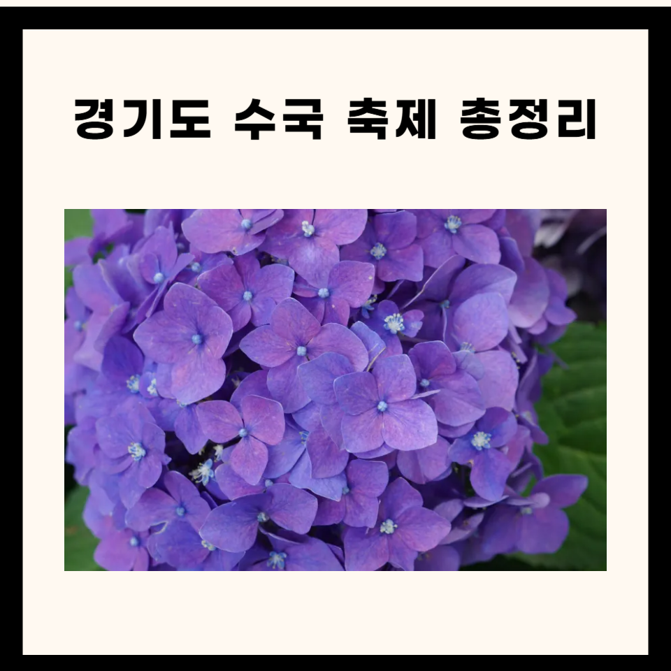 🌸 2025 경기도 수국축제 완전 정복! 사진 명소부터 꿀팁까지 총정리 🌿