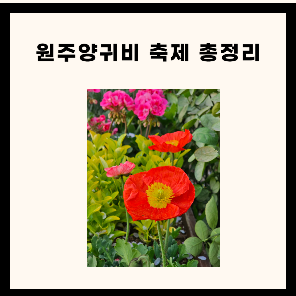 📸 원주양귀비축제 2025, 꽃으로 물드는 초여름의 힐링 여행 🌺