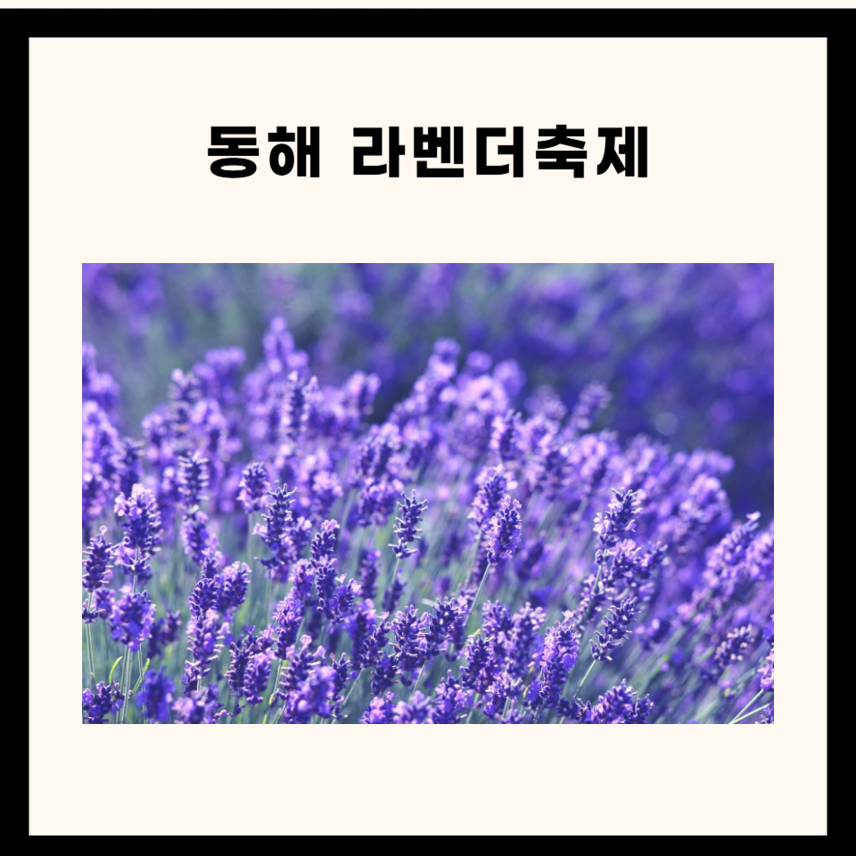 💜 동해 무릉별유천지 라벤더축제 2025 – 보랏빛 향기로 가득한 힐링 축제
