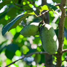 🍈 포포열매 효능·부작용·먹는법 총정리