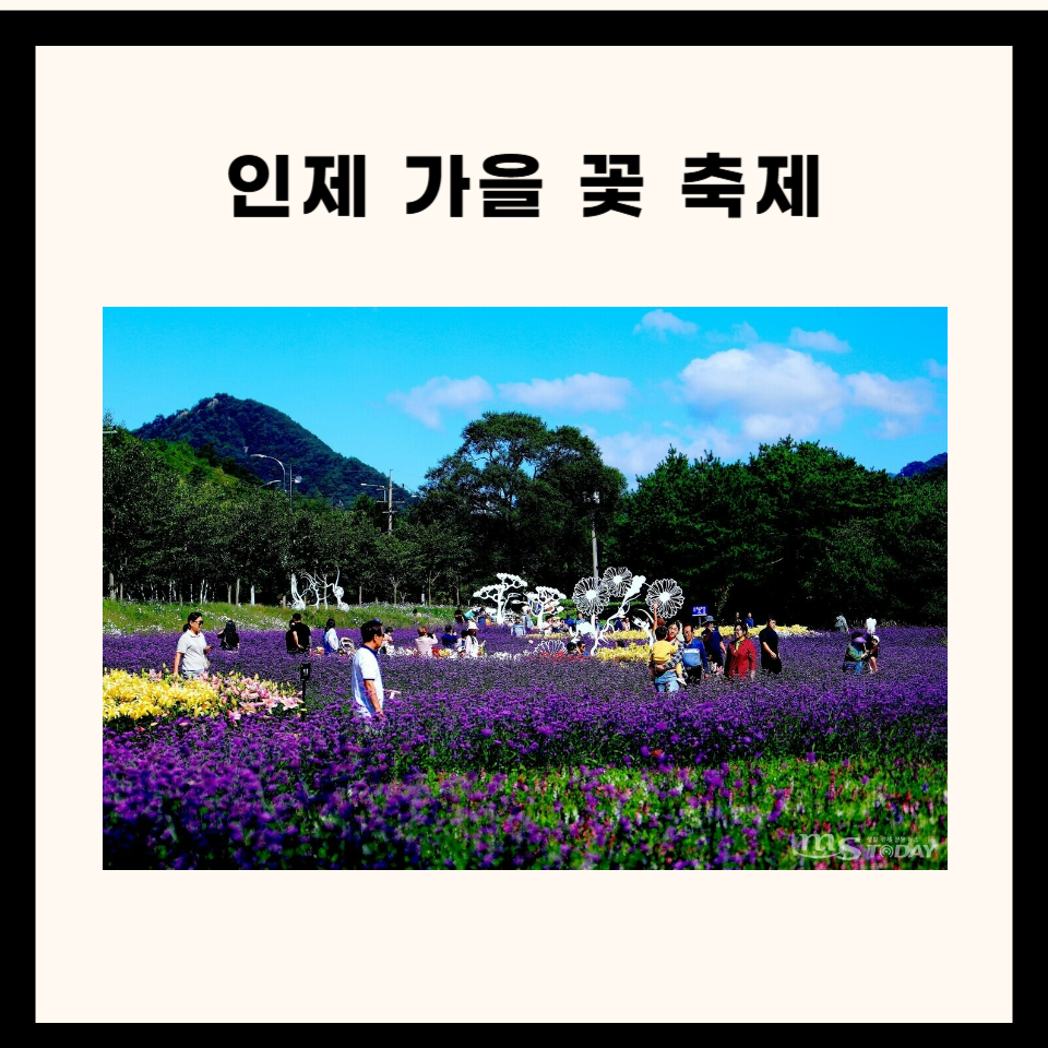 인제 가을꽃축제 : 꽃길 따라 걷는 힐링 여행