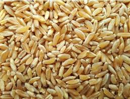 카무트 효소 효능, 왜 요즘 이렇게 주목받을까?